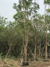 Tabebuia rosea is a kind of landscaping flowering trees with yellow flowers, which is very good for Sub-tropical and Tropical landscaping 1528726677873.jpg