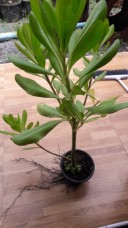 scaevola taccada for maldieves project landscape 20180624_124913.jpg