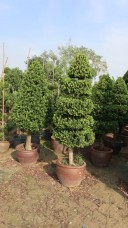 Ficus compacta thailand exporting quality to dubai IMG_0369(1).jpg