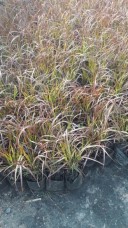 Potted purple fountain grass pennisetum rubrum 20180123_162404.jpg
