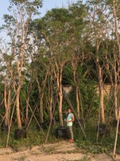 Cordia sebestena thailand to landscape in qatar bahrain 1531015788875.jpg