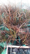 Beach Morning Glory 20180123_162157.jpg