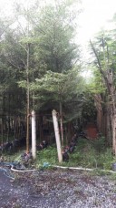 Terminalia ivorensis tree from thailand nusery Terminalia ivorensis.jpg