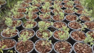 Vintex rotundifolia thailand nusery for sale to ornamental plants IMG_1148.jpg