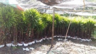 Rhapis palms Rhapis excelsa, the Lady Palm, is grown in the garden and used indoors in a house or condo and offices around the world. Rhapis (2) .jpg