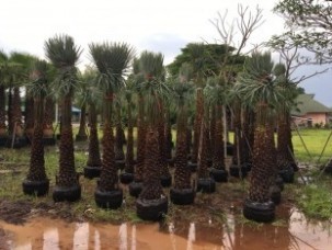 wax palm for sale The Carnauba wax palm 1.jpg