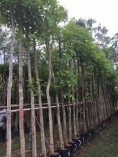 Cassia fistula Cassia fistula (Golden Shower Tree, Purging Cassia, Golden Chain Tree, Indian Laburnum, Pudding Pipe Tree) 275354.jpg