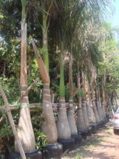 Roystonea regia palm for sale to dubai saudirabia qatar 159098.jpg