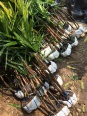 Rhapis Excelsa for sale to landscape in qatar bahrain dubai etc 1544264702675.jpg