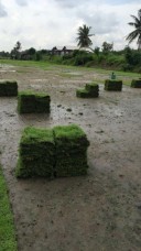 Carpet Grass from thailand for sale to singapore 16730492_1230456277008078_3484850378461839587_n.jpg