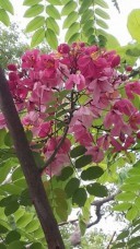 Cassia Javanica for sale to landscape qatar dubai 17992182_245938015873014_9017596829392599073_n.jpg