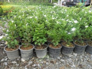 Gardendia for sale to landscape in qatar oman dubai 8 inches.JPG