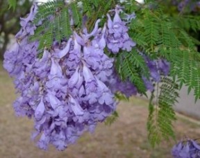 Jacaranda Mimosifolia thailand for sale 305662.jpg
