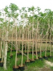 Millingtonia Hortensis thailand for sale 269814.jpg