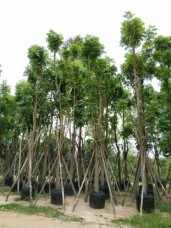 Broad leaf Mahogany plant for sale to nusery landscape 20190329084215.jpg