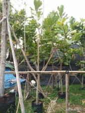 ิbarringtonia asiatica for sale to landscape 1554525029016.jpg