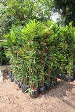 Macarthur palm for sale to nusery dubai qatar landscape IMG_0207.JPG