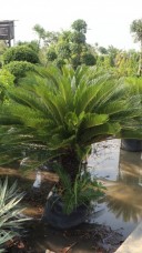 Cycas revoluta for sale to landscape IMG_0363.jpg