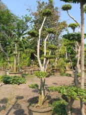 Streblus asper Lour tree selling export to worldwide line_30733815579964.jpg