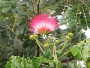 Albizia saman big tree for sale to landscape 59735198_2412884675435114_6335619142955040768_n.jpg