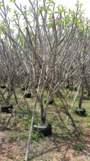 Plumeria garden in Thailand 2.jpg