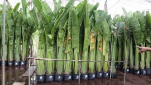 Ravenala madagascariensis thailand nusery IMG_0338.JPG