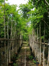 Albizia lebbeck nusery tree 1560068454295.jpg
