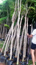 delonix regia tree for landscape thailand 20190612105227.jpg