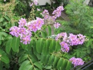 Lagerstroemia speciosa for sale to landscape อินทนิลน้ำ-1-300x225.jpg