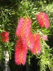 Weeping Bottle brush Callistemon viminalis for sale to nusery kaset10.jpg