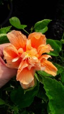 Hibicus rosa sisenis nusery thailand double orange.jpg