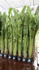 Heliconia rauliniana exporting to Maldives projects resort and spa IMG_0339(1).jpg