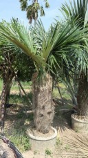 coccothrinax crinita thailand exporter palm old man IMG_0988.jpg