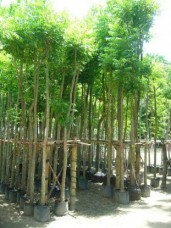 Azadirachta indica thailand exporter Neem Tree 152794.jpg