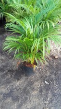 Yellow palm seedling size and large size 20171202_162838.jpg