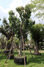 Ficus Benghalensis exporting tree to qatar landscape IMG_3849.JPG