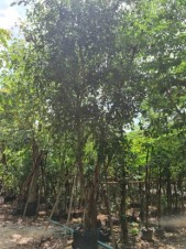 Ficus Benjamina for project landscape in middle east 1632812042170.jpg