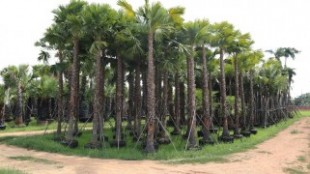 Livistona rotundifolia IMG_1031.jpg