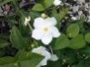 Gardenia 1.jpg