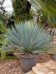 Yucca rostrata 2.jpg