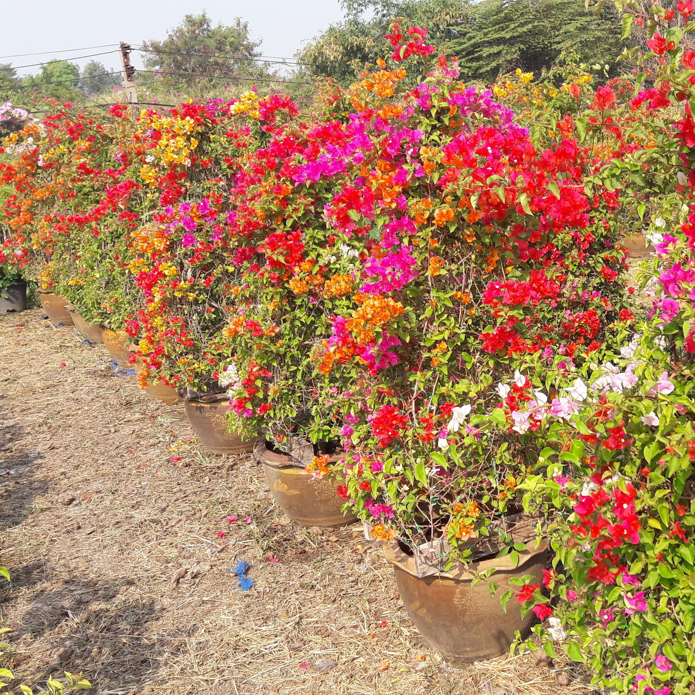 Bougainvilleas graft Thailand plant 