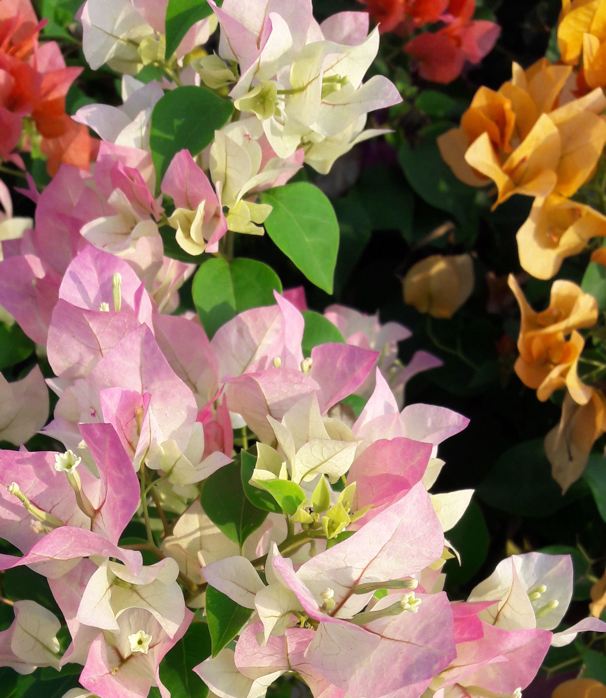 Thailand bougainvilleas nusery exporting to dubai qatar