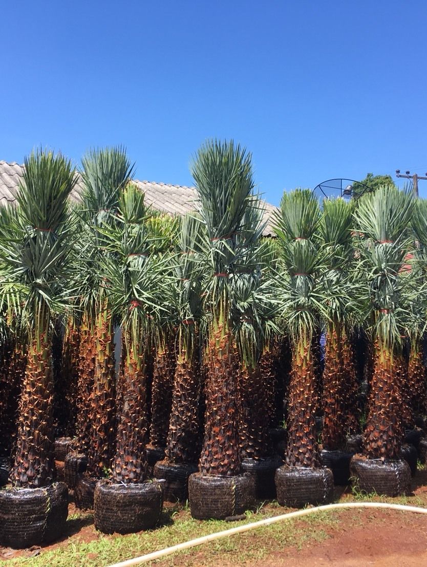 phoenix roebelenii is a very easy-growing indoor palm tree.