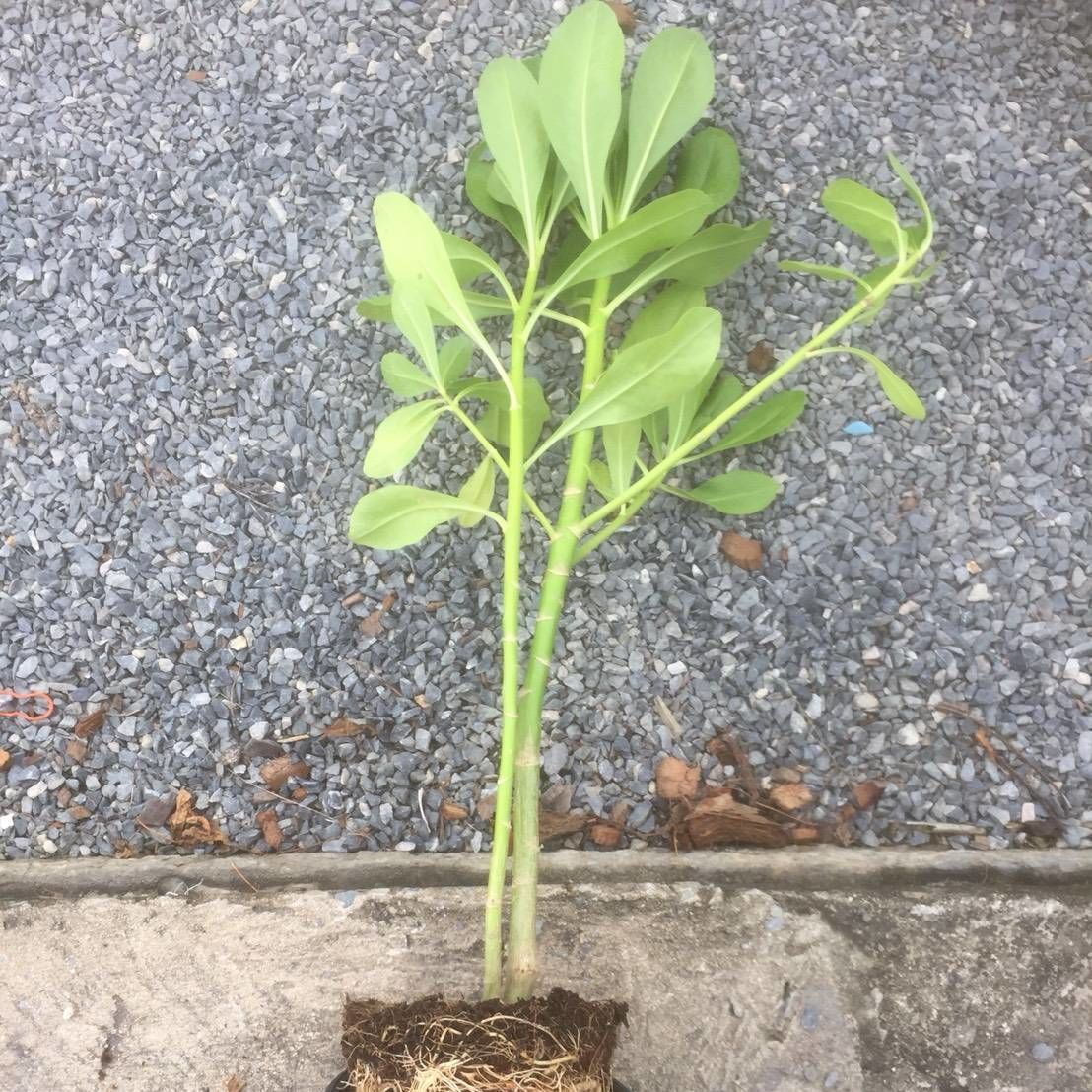 Plant scaevola taccada for beach