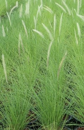  Pennisetum setaceum violet plant for decoration Fourtain Grass