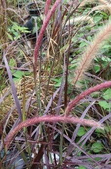 Pennisetum setaceum violet plant for decoration Fourtain Grass shipment to dubai qatar