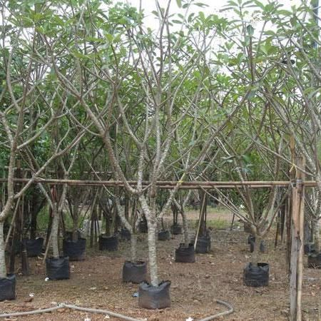 Thailand plumeria ruba for exporting to dubai qatar bahrain