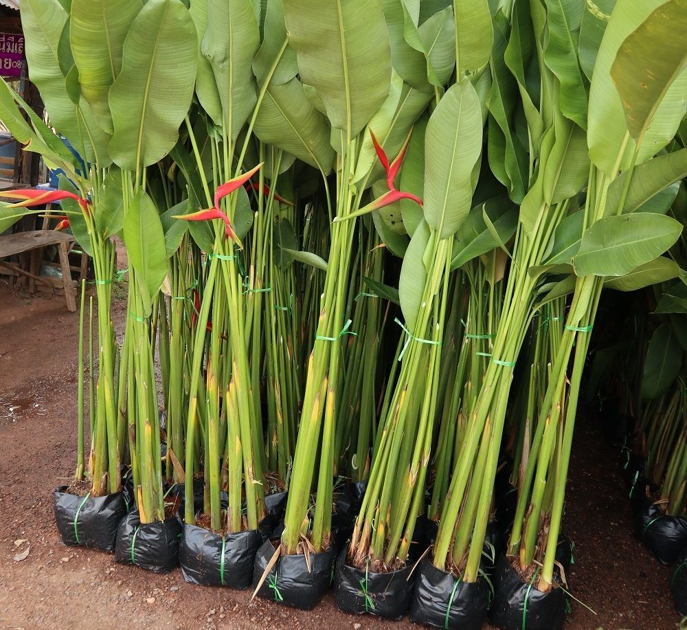 Heliconia ornamental plant for sale