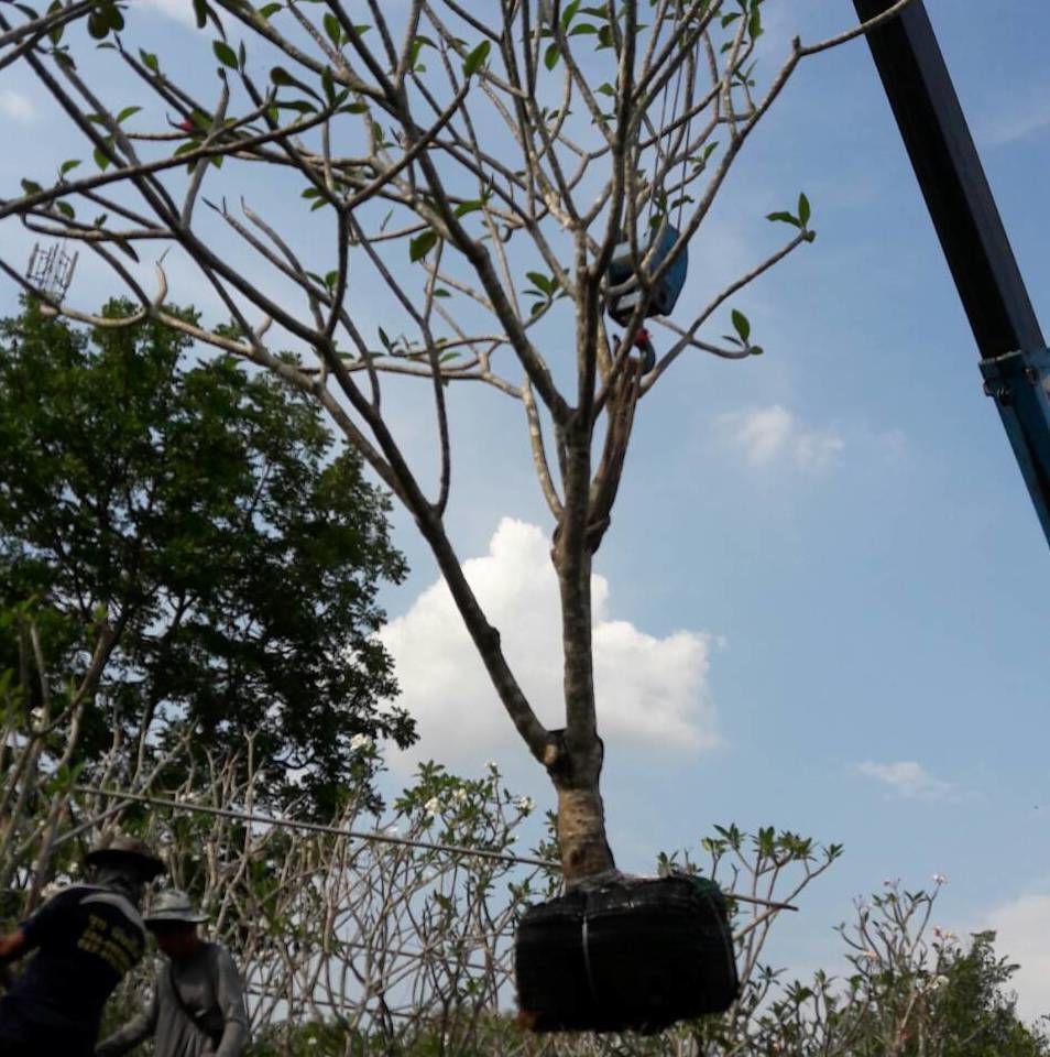 The plumeria ship to Maldives large size bare root thailand nusery for plumeria to jordan pakistan