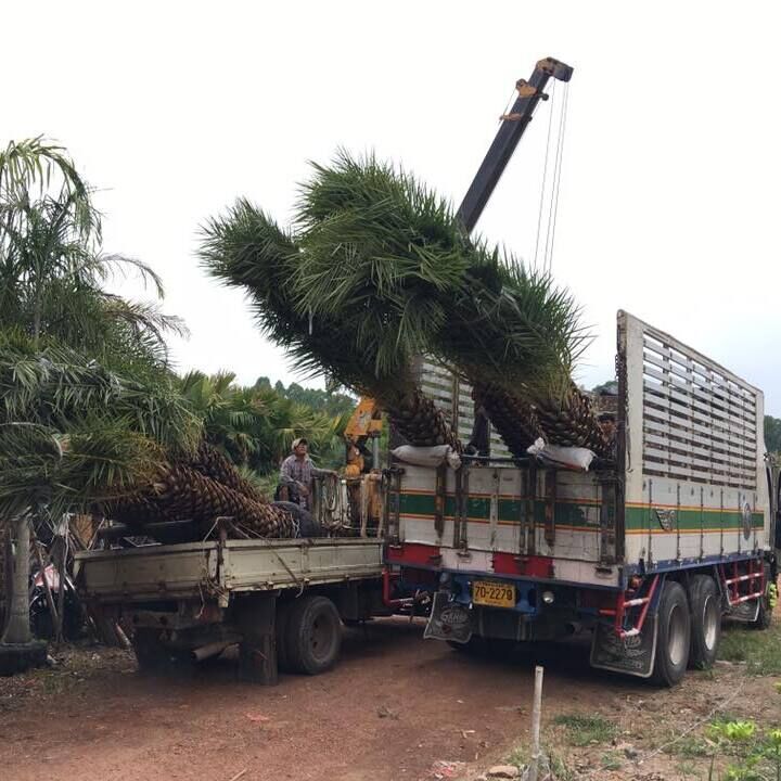 Cycas,Washingtonia, Phoenix, Zamia, Copernicia thailand nursery 